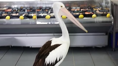 Pelican Waits In Line To Be Served At Fish Store