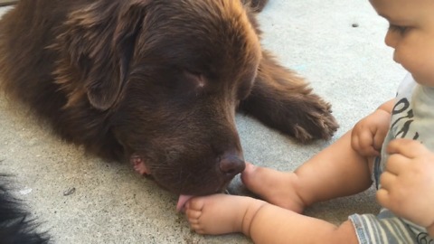 Newfie Dog Won't Stop Licking His Tiny Owner's Feet
