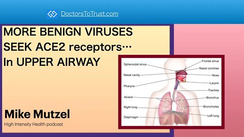 MUTZEL part1: MORE BENIGN VIRUSES SEEK ACE2 receptors…in Upper AIRWAY