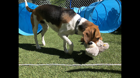 Beagle Buddies: Don't Touch My Toy