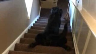 Doven hund rutsjer ned ad trappen på maven