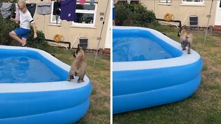 Frenchie Hilariously Falls Out Of The Pool