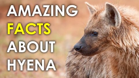 AMAZING FACTS ABOUT HYENA | ANIMAL FACTS | WILD LIFE | SPOTTED HYENA