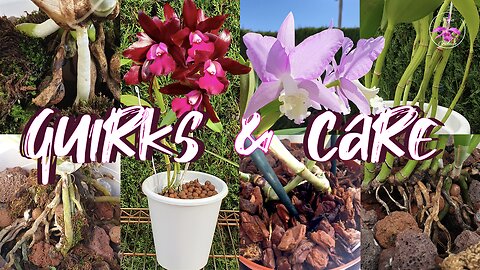 Unveiling Secrets of Cattlianthe Orchids | CARE | Media QUIRKS | Rescue Symptoms Tips #ninjaorchids