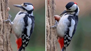 Great Spotted Woodpecker retrieves nut stashed in tree