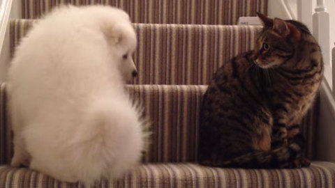 Adorable Puppy Meets The Family Cat For The First Time