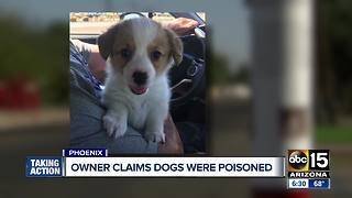 Valley homeowner claims dogs were poisoned