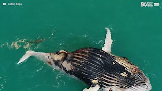Squali e coccodrilli divorano carcassa di balena