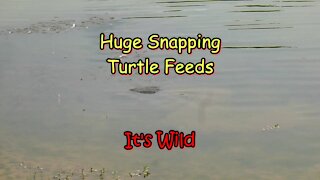 Huge Snapping Turtle Feeds