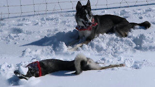 Husky Puppy Does Snow Angels!