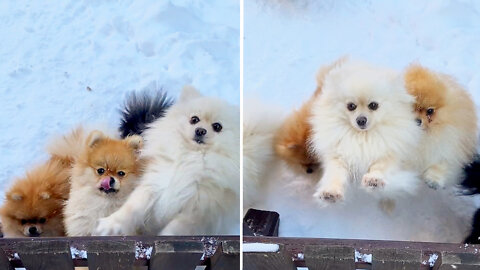 Funny pomeranians playing in the snow | Best viral videos