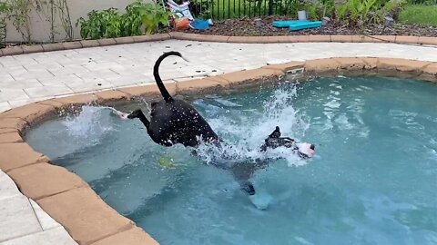 Great Dane rescues toy after it falls into the pool