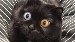 Cat's hypnotic eyes are a viral sensation!