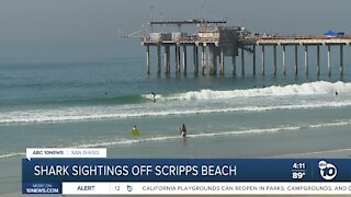 Shark sightings off Scripps Beach