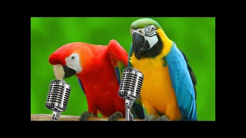 Funny Parrots Going Crazy - Funniest Parrot Videos 2021