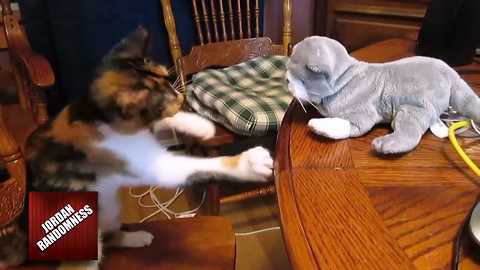 Kung fu kitten battles "threatening" stuffed animal