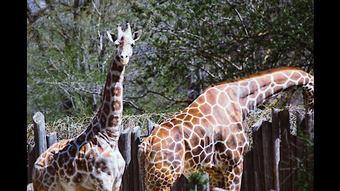 GIRAFFE | Animals For Kids