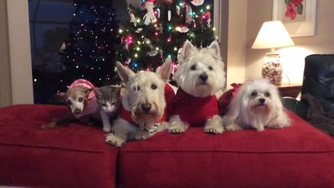 Four Dogs And A Cat Pose For A Christmas Picture