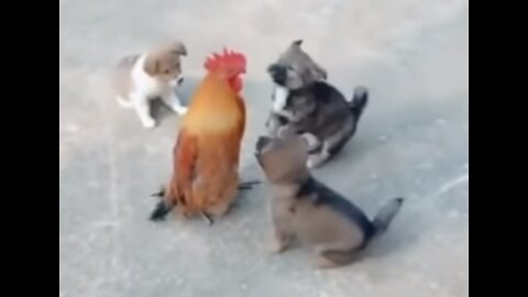 Chickens fight with Dogs