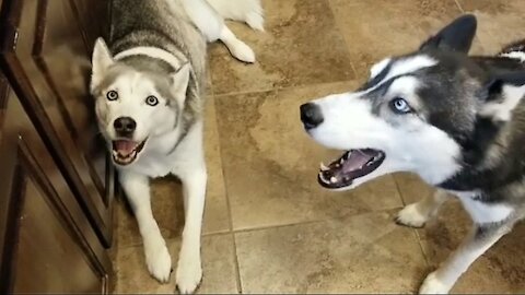 Huskies are Angry Because its Noon and They Did Not eat Breakfast !