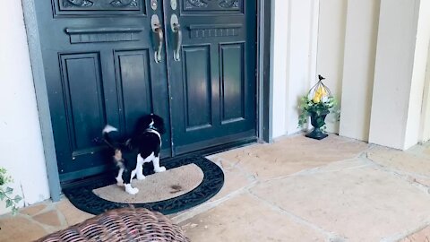 Tiny Puppy Hears Huge Newfoundland Knocking At The Door