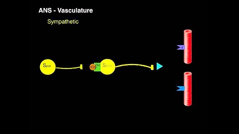 Autonomic innervation of vessels