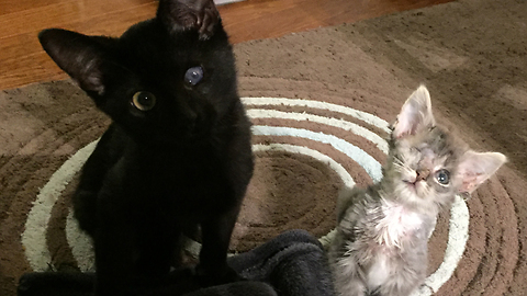 Two one-eyed orphaned special needs kittens become best friends
