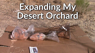 Expanding My Desert Orchard