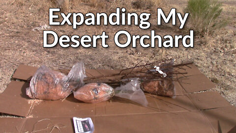 Expanding My Desert Orchard