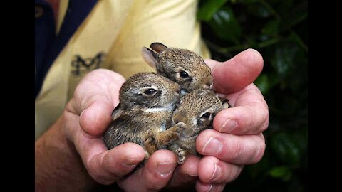 Cute Baby Animals | Kids Learning Videos