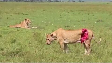 Most Injured Lion after Battle and What Happens Next in Nature - Animal Documentary - Natures Best