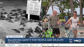 Tourist vs. Turtle safety: A balancing act on Fort Myers Beach