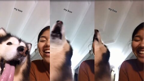 husky sings song with me