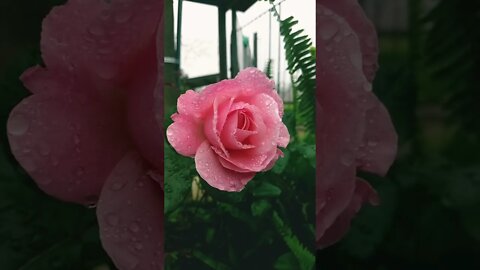 Rose flower