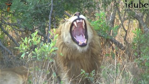 Slow Motion Lion Yawn