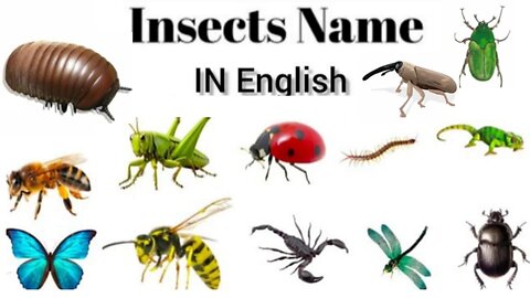 Insect Name / Insect Name In English / Insect Vocabulary / Name And Picture Insect