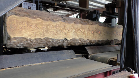 Sawing Rare Antique Curly Heart Pine Log