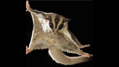 SUGAR GLIDERS Flying - Funny & Cute Compilation