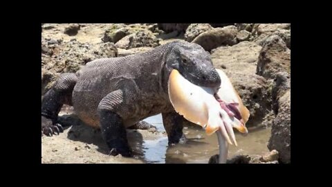 Komodo Dragon Attacks And Eats Sea Animals