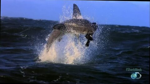 great white matrix- shark week- HD documentary
