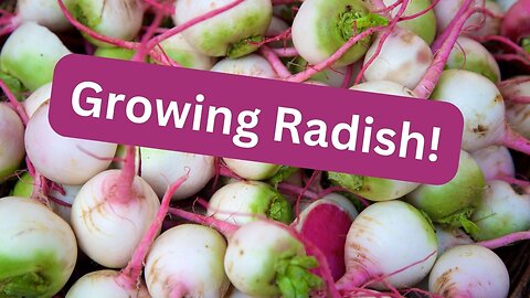 Growing Watermelon Radish from Seed!