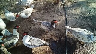 Muscovy Ducks July 28th 2022