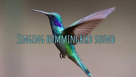 HUMMINGBIRD 🐦 Singing Sound Effect - 1:47 Minutes