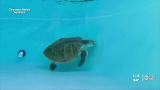 Clearwater Marine Aquarium cares for 2 sea turtles impacted by red tide