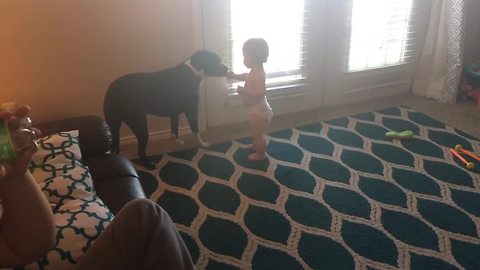 Little girl shares snacks with her favorite doggy