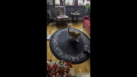 Steve the Cat going CRAZY!