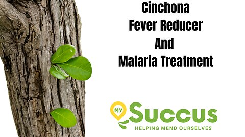 Cinchona- Fever Reducer and Malaria Treatment