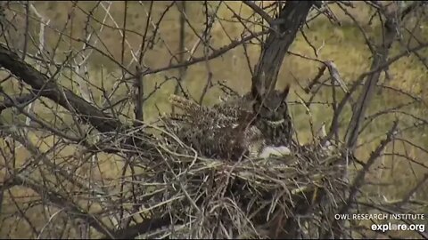 Rodger's Place-Mom On Defense 🦉 4/19/22 08:27