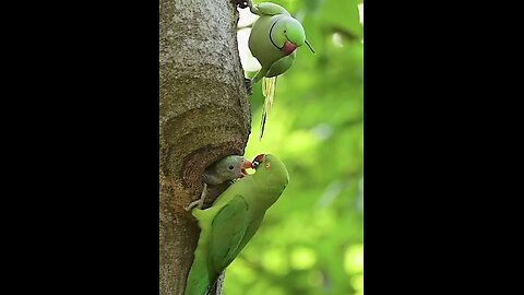 Rose Ring Parakeet - Parrot Bird - Parakeet ,wildlife,