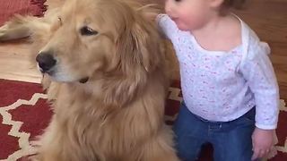 Precious Golden Retriever delivers kisses to baby